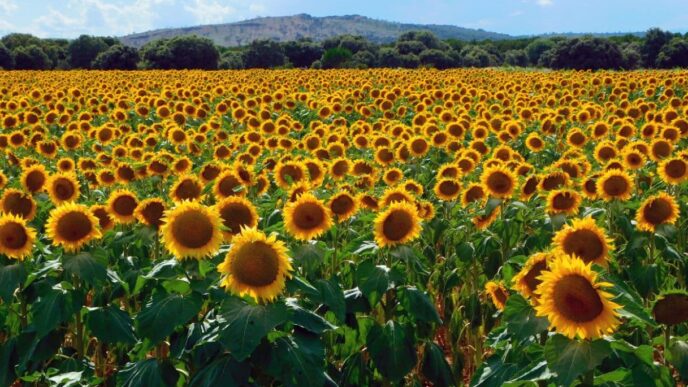 I Campi Di Girasole Pic3B9 Sugges