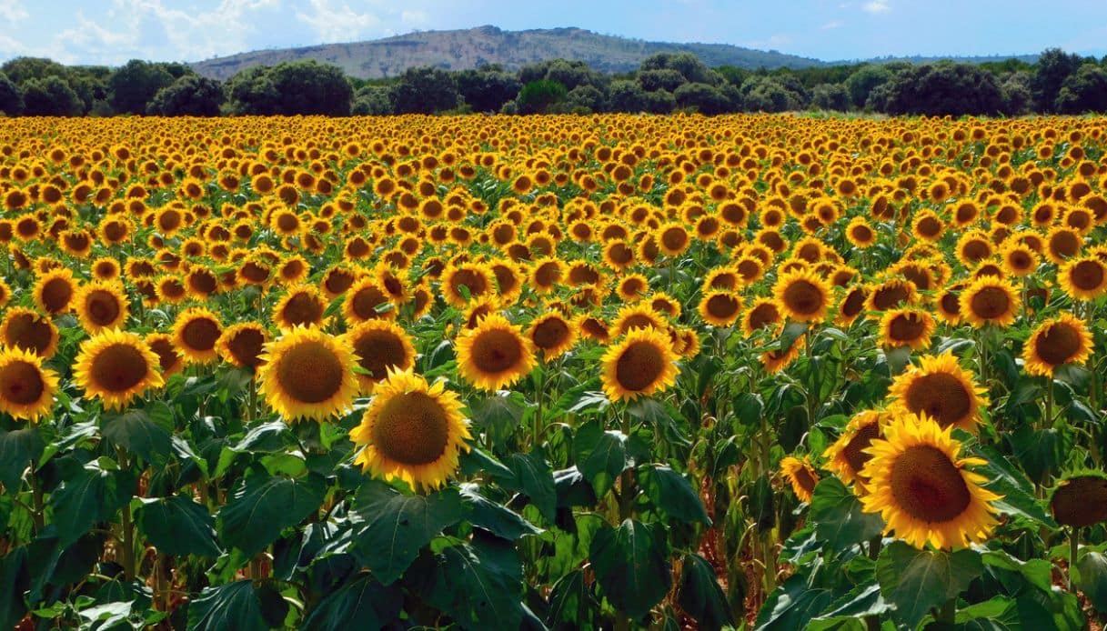I Campi Di Girasole Pic3B9 Sugges