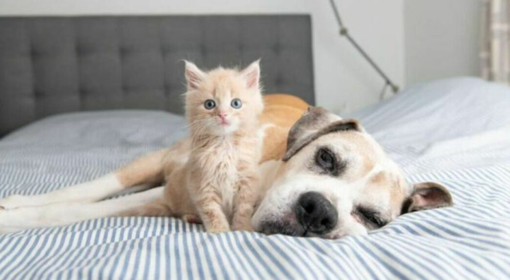 Il Bonus Animali Domestici 202