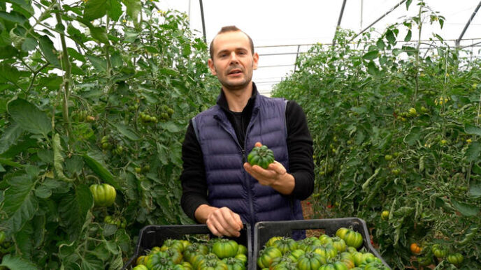Il Pomodoro Costoluto Di Pachi