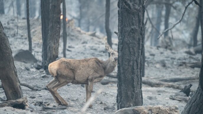 Incendio In Val Venosta3A 100 E