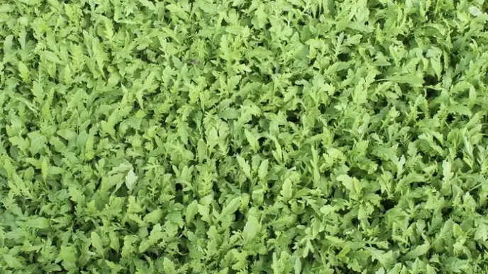 Innovazione Nella Semina3A Smar