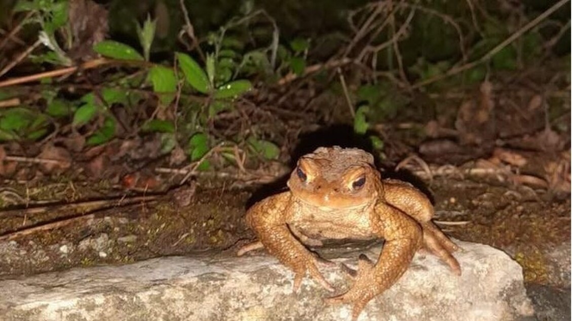 Legambiente Cerca Volontari Pe