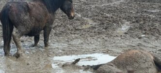 Manifestazione Animalista A L27