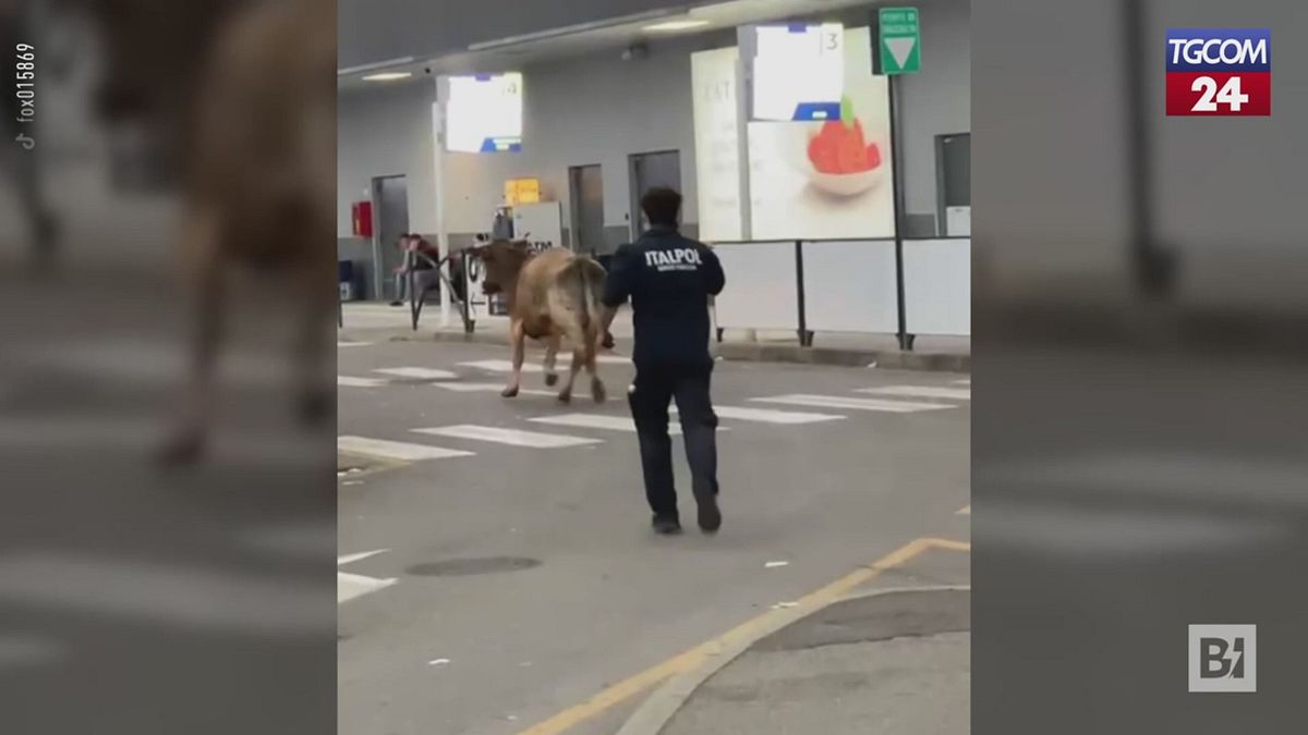 Mucca A Spasso All27Aeroporto D