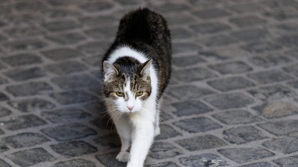 Nasce A Mantova La Prima Letti