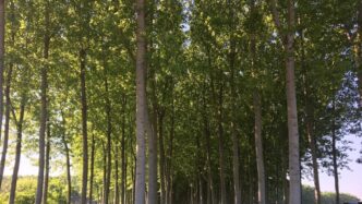Nuovi Bandi Per La Forestazion