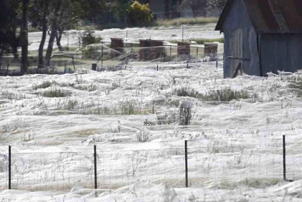 Ragnatele Australia neve