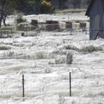 Sembra Neve Ma Non Lo È: Quello Che Sta Succedendo È Qualcosa Di Terribile