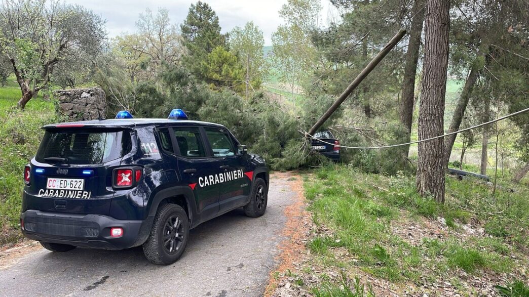 Ramo Di Albero Provoca Inciden