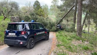 Ramo Di Albero Provoca Inciden