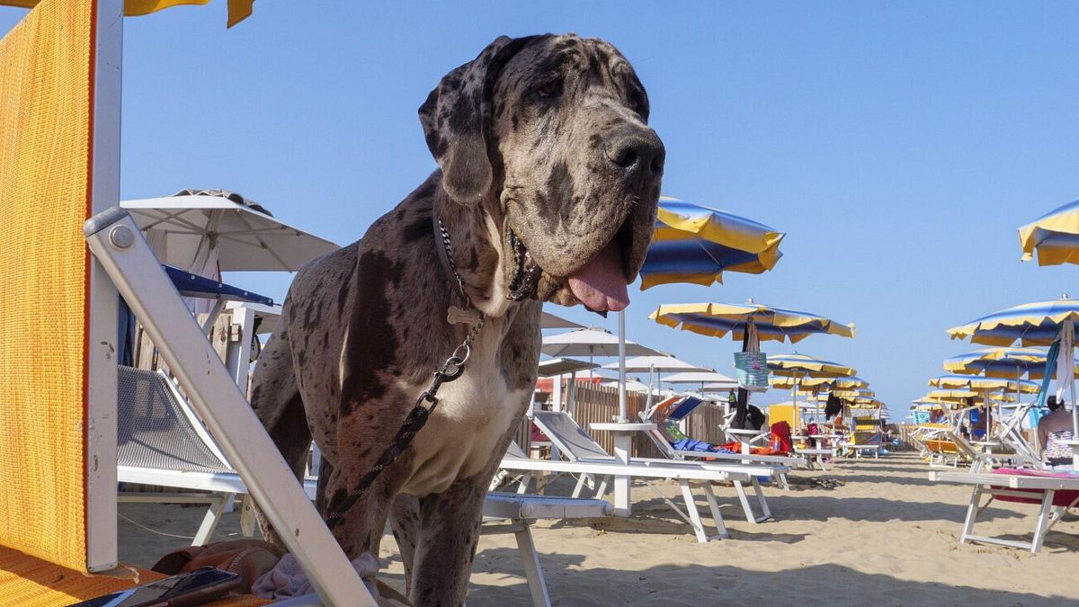 Rimini2C La Cittc3A0 Pet Friendly3A
