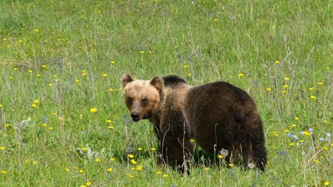 Slovacchia autorizza l'abbattimento di 350 orsi dopo attacchi: tensione tra  governo e ambientalisti
