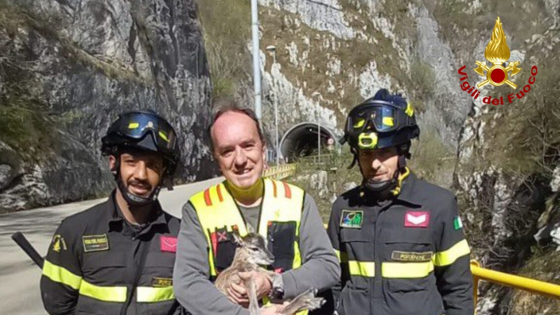 Soccorso Di Un Cucciolo Di Muf