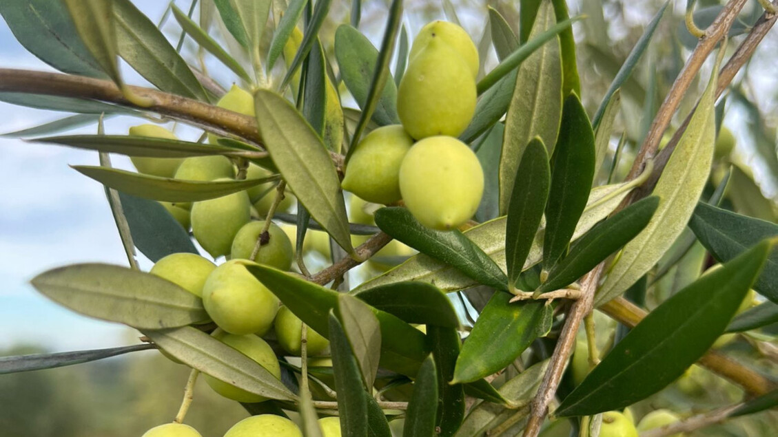 Sorrento Si Prepara Al Premio