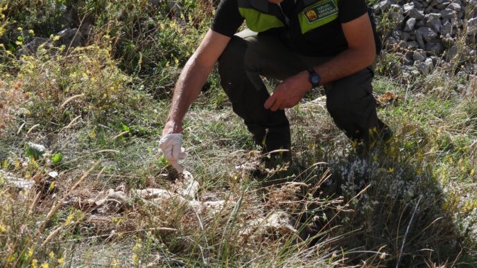 Trovato Un Lupo Morto Ad Aschi