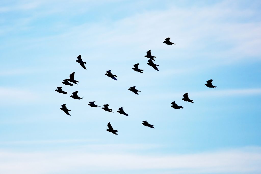 Il Movimento Birds Arene28099T Real