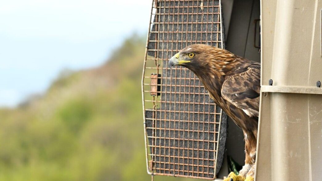 Liberata Un27Aquila Reale Ferit
