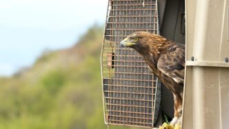 Liberata Un27Aquila Reale Ferit