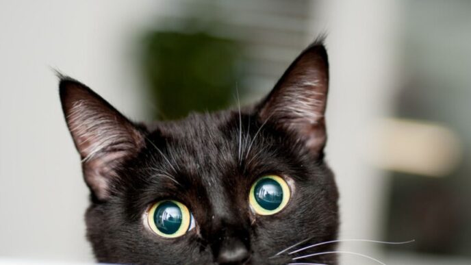 Trovato Gatto Morto Abbandonat