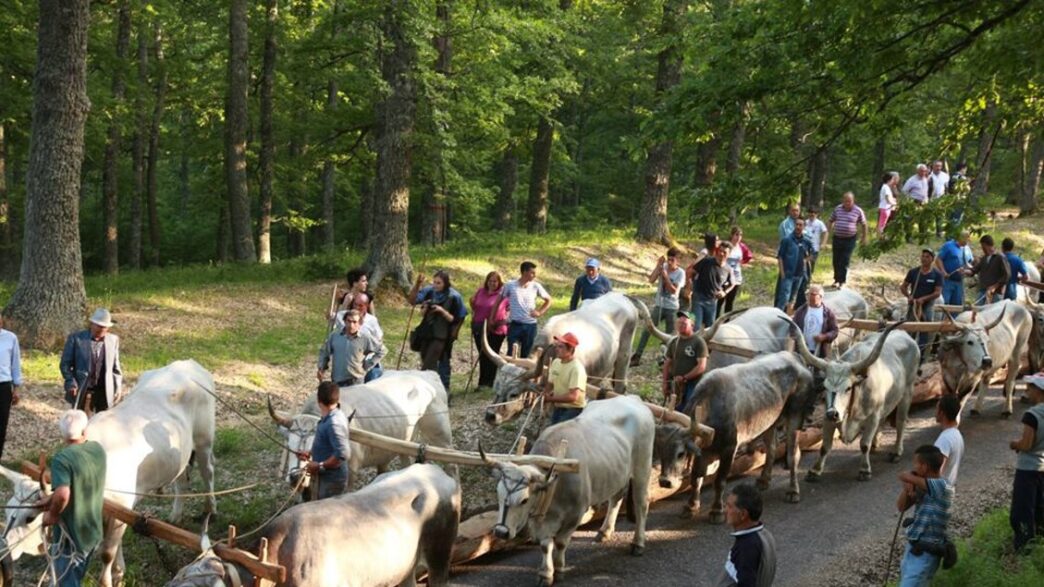 A Accettura Riprende La Festa