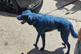 A Napoli Un Cane Dipinto Di Bl