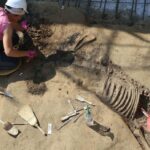 A Padova Emergono Tombe Protostoriche Con Un Cavallo Sepolto Che Cambia La Visione Sulla Città Antica