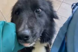 Abbandonato Un Cane Lungo La S