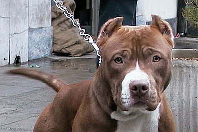 Aggressione Di Un Pitbull A Ca