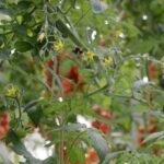 Agromonte Rinnova La Collaborazione Con 3Bee Per La Tutela Dell’oasi Naturale E La Salvaguardia Delle Api In Sicilia