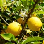 Al Macfrut Rimini La Prima Tappa Del Lemon Tour 2025 Con Il Limone Di Siracusa Igp In Primo Piano