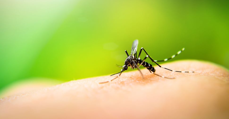 Allarme Dengue A Capiago Intim