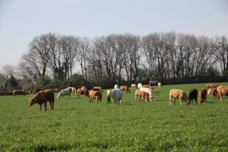 Arcea Liquida Quasi 26 Milioni