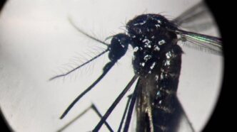 Aumento Dei Casi Di Dengue In