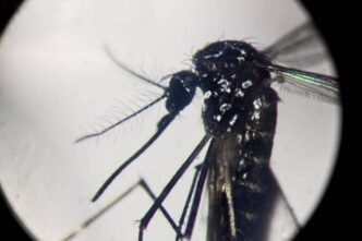 Aumento Dei Casi Di Dengue In