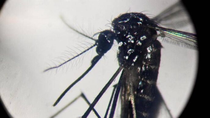 Aumento Dei Casi Di Dengue In