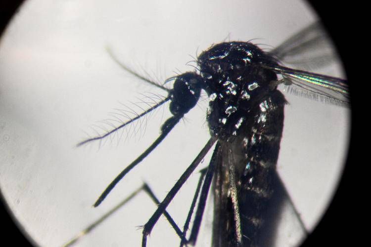 Aumento Dei Casi Di Dengue In