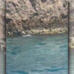 Avvistata La Foca Monaca Tra Punta Campanella E Isola Di Capri: Parte Lo Studio Del Dna Ambientale