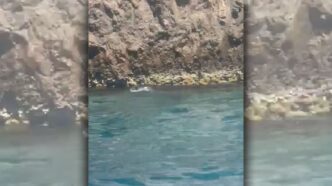 Avvistata La Foca Monaca Tra P
