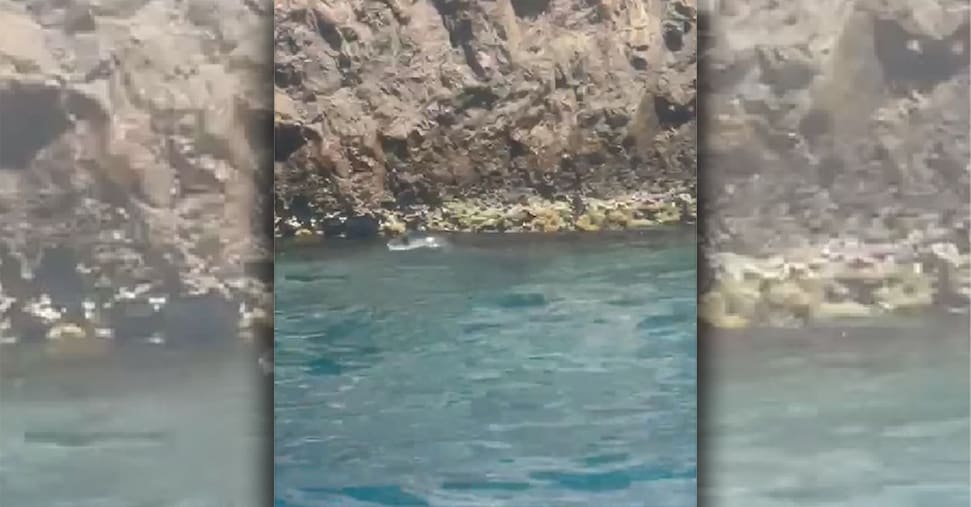 Avvistata La Foca Monaca Tra P