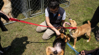 Banca Del Sangue Per Cani3A Nuo