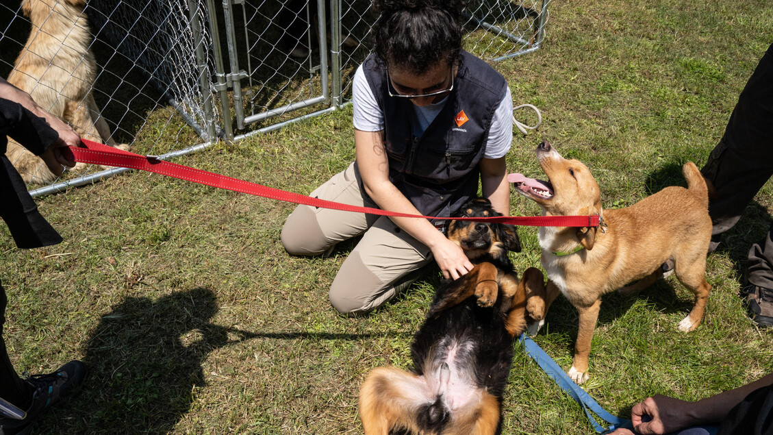 Banca Del Sangue Per Cani3A Nuo