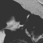 Biella Sotto Choc Per L’uccisione Di Un Cane Durante Una Lite Legata Allo Spaccio Di Droga