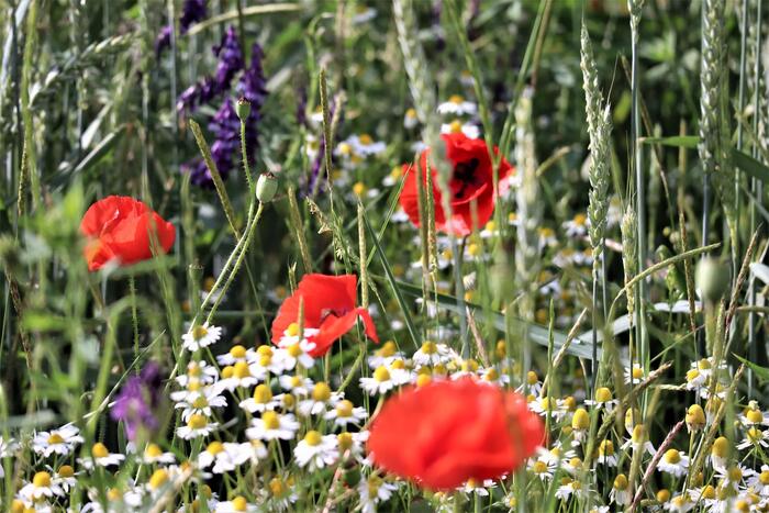 Biodiversitc3A0 Nelle28099Agricoltura