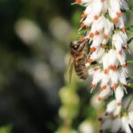 Bord Bia Celebra La Giornata Internazionale Della Biodiversità Rafforzando L’Impegno Delle Aziende Agroalimentari Irlandesi