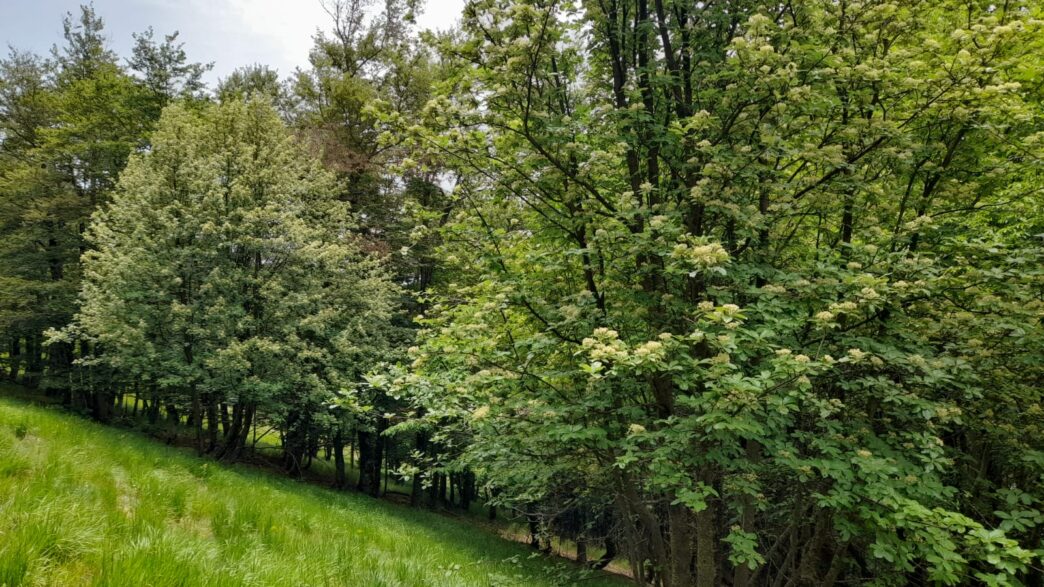 Camminate Nel Bosco Di Sante28099An