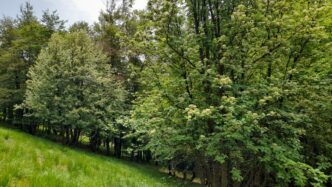 Camminate Nel Bosco Di Sante28099An