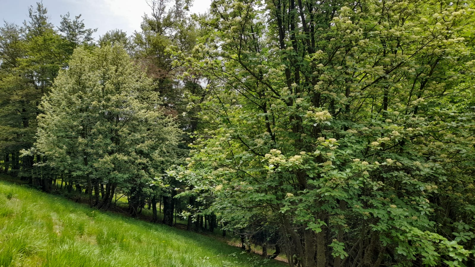 Camminate Nel Bosco Di Sante28099An