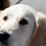 Cane Cieco Precipita Dal Balcone A San Paolo, Morte Immediata Dopo La Caduta Nel Pomeriggio
