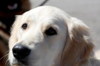 Cane Cieco Precipita Dal Balco